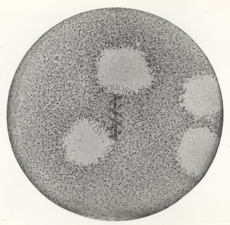 Placche da virus in piastra di Petri