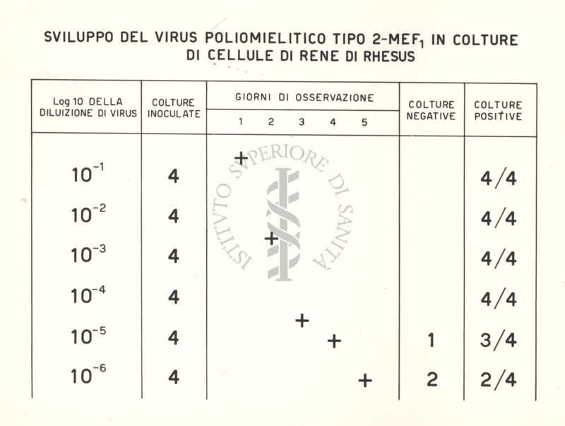 Sviluppo del virus poliomelitico tipo 2-MEF 1 in colture di cellule di rene di Rhesus