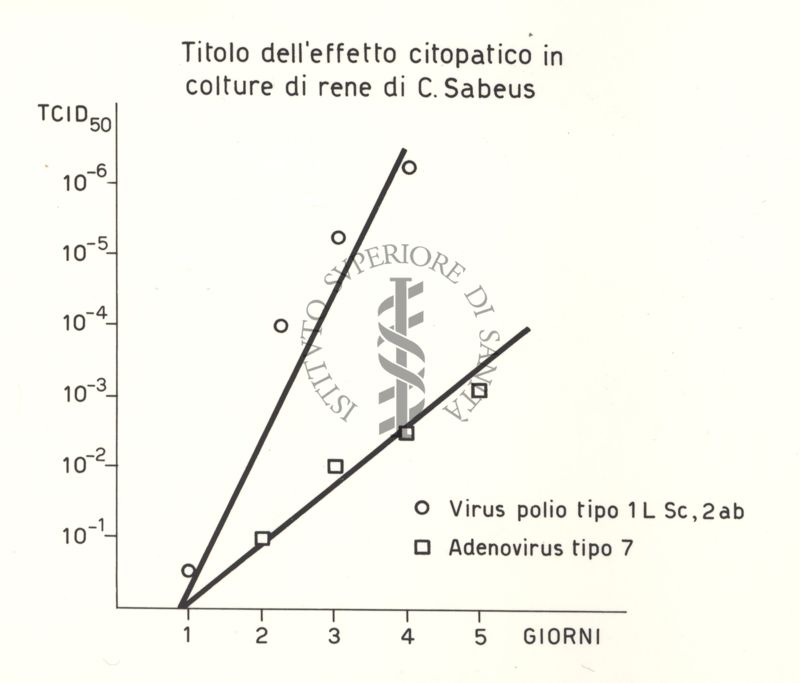 Titolo dell'effetto citopatico in colture di rene di C, Sabeus