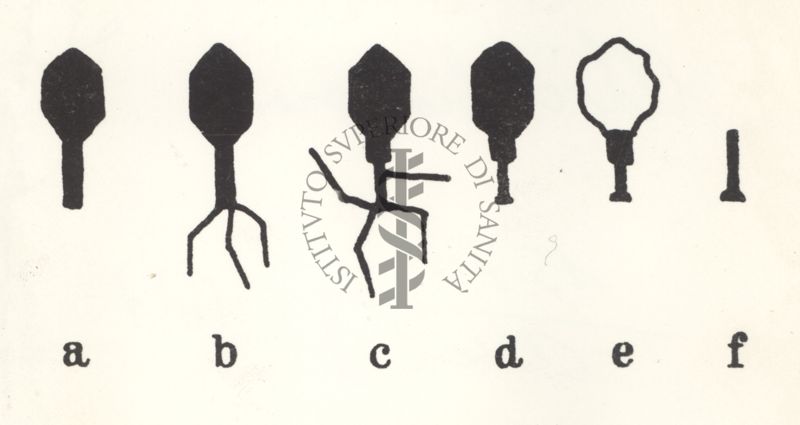 Schema di trasformazione del fago