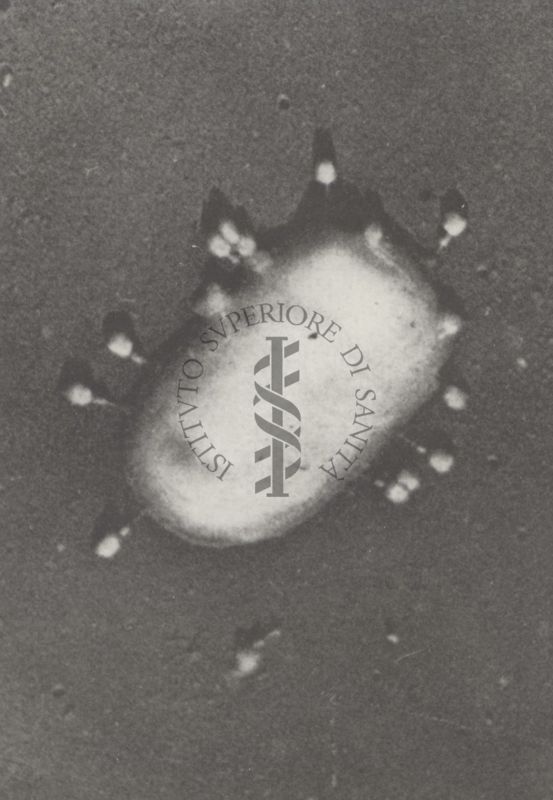 Cellula di Escherichia coli con fago adsorbito