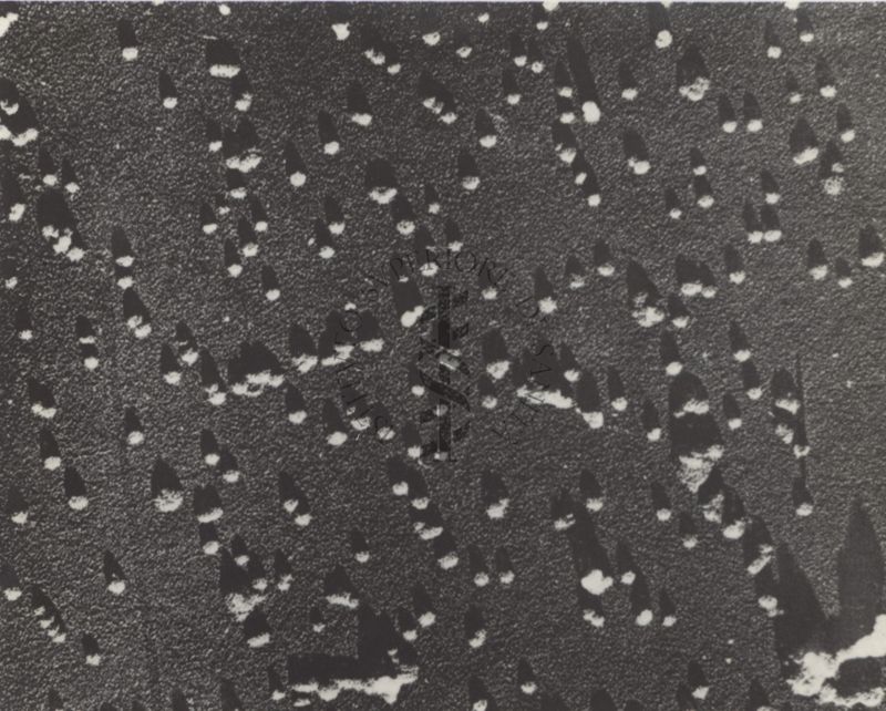 Il recettore del fago di Escherichia coli