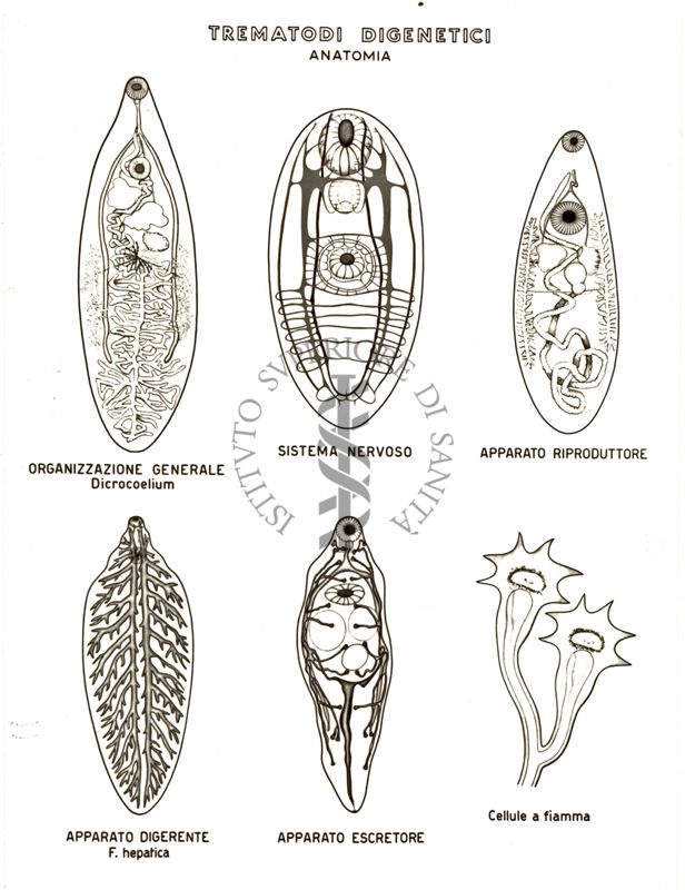 Trematodi Digemetici - Anatomia