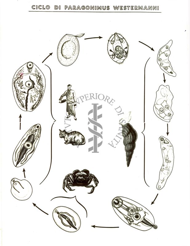 Ciclo di Paragonimus Westermanni