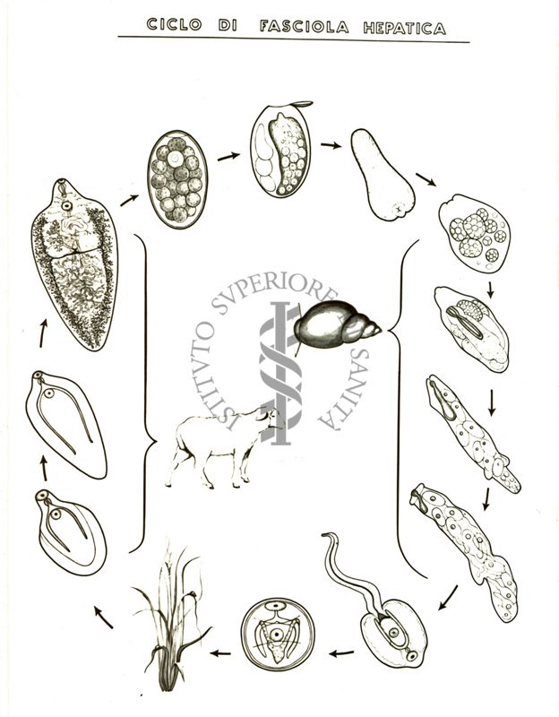 Ciclo di Fasciola Hepatica