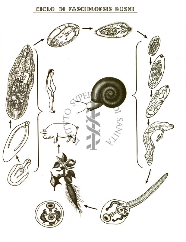 Ciclo di Fasciolopsis Buski