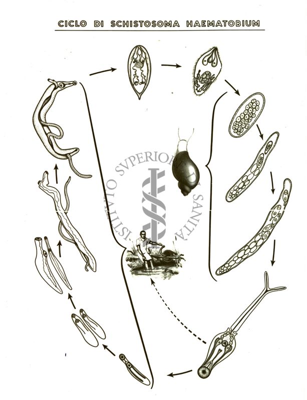 Ciclo di Schistosoma Haematobium