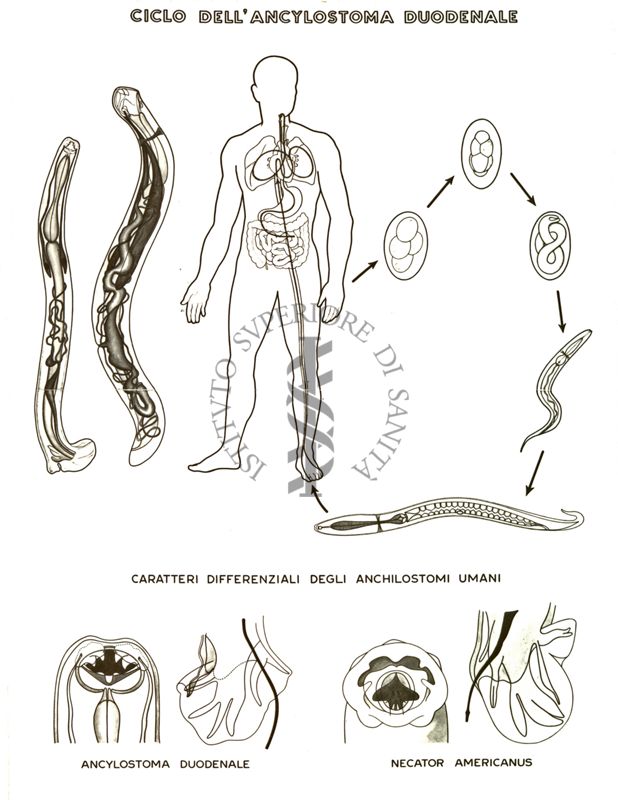 Ciclo dell' Ancylostoma Duodenale