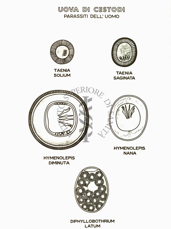 Uova di Cestodi (parassiti dell'uomo)