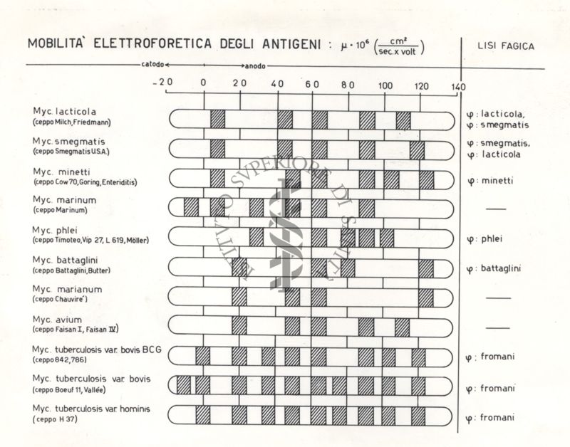 Diagramma riguardante la mobilità elettroforetica degli antigeni