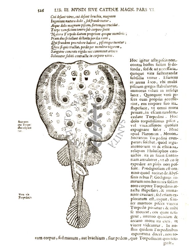 Riproduzioni della pagina 526 della terza edizione del libro "Magnes sive de arte magnetica opus tripartitum" di Athanasius Kircher, Roma MDCLIV