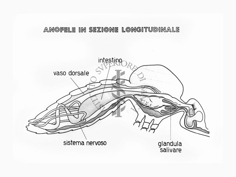 Disegno di anofele in sezione longitudinale