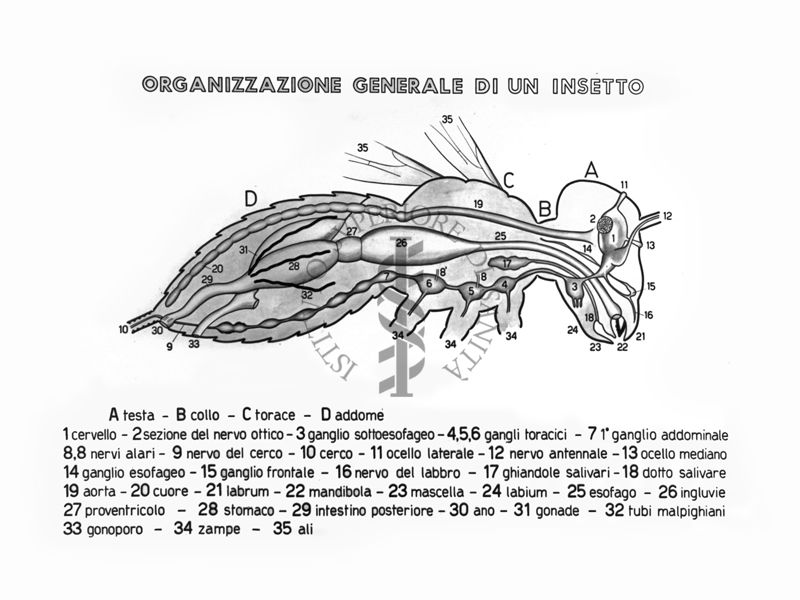 Disegno di un insetto in sezione longitudinale - Organizzazione generale
