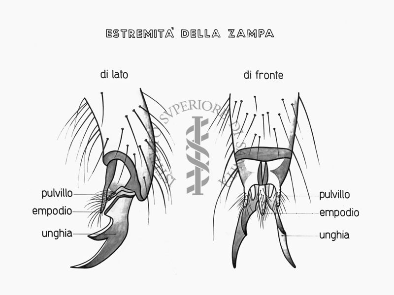 Disegno delle estremità della zampa di un insetto visto lateralmente e di fronte