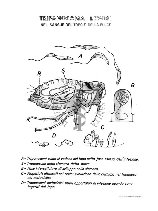 Disegno di Tripanosoma Lewisi, nel sangue del topo e della pulce