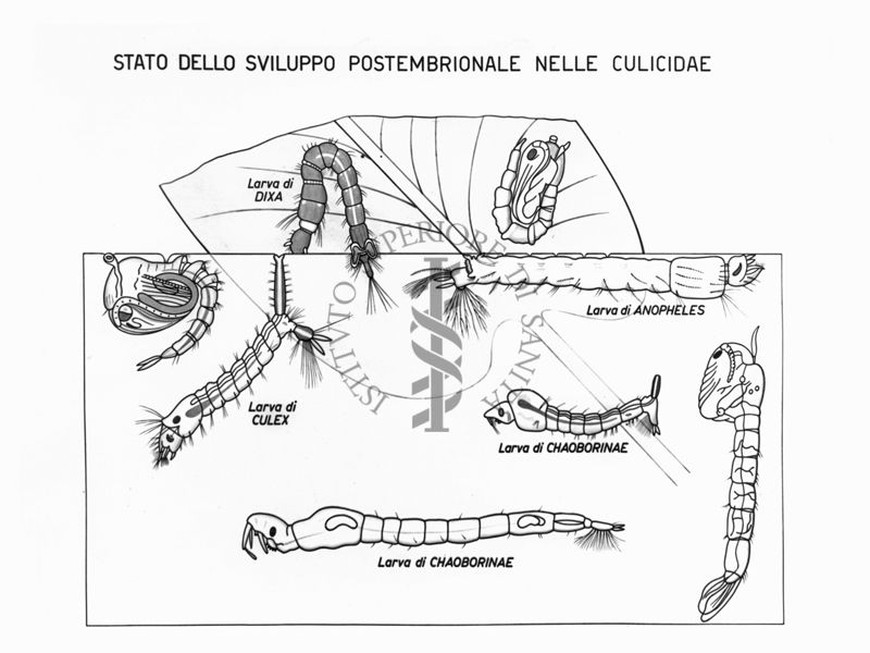 Disegno dello Stato di sviluppo postembrionale nelle Culicidae