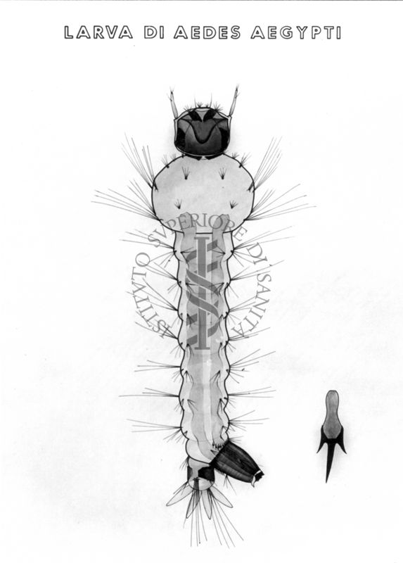 Disegno di Larva di Aedes Aegypti