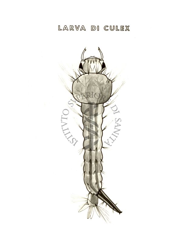 Disegno di Larva di Culex