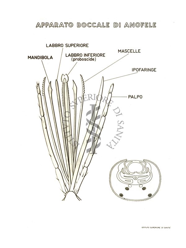 Disegno dell'Apparato boccale di Anofele