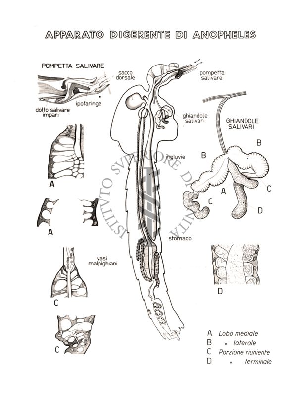 Disegno dell'Apparato digerente di Anopheles