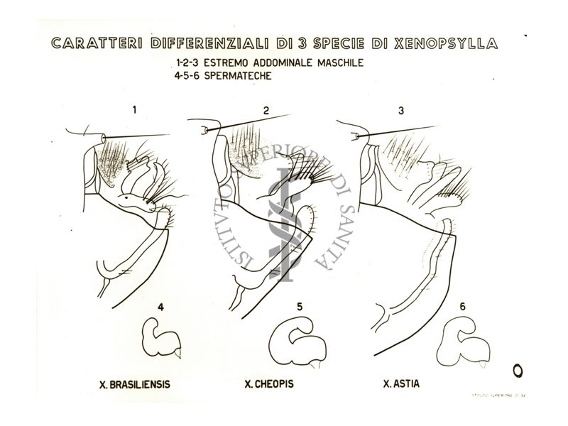 Disegno sui Caratteri differenziali di 3 specie di Xenopsylla