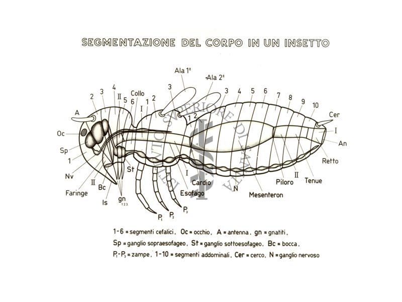 Disegno sui Segmenti del corpo di un insetto