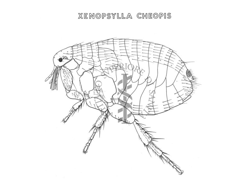 Disegno di Xenopsylla Cheopis