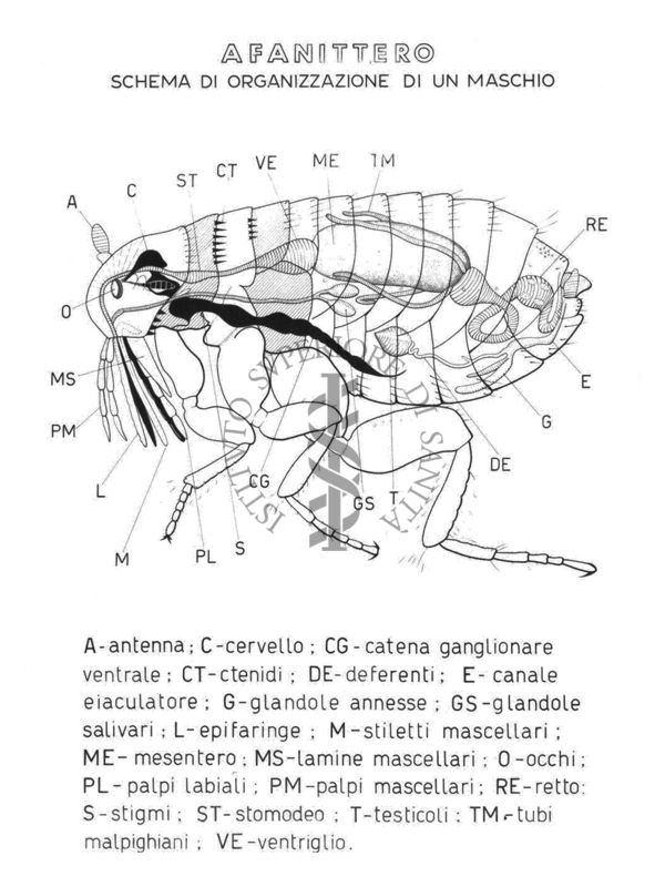 Schema di organizzazione di un maschio di Afanittero