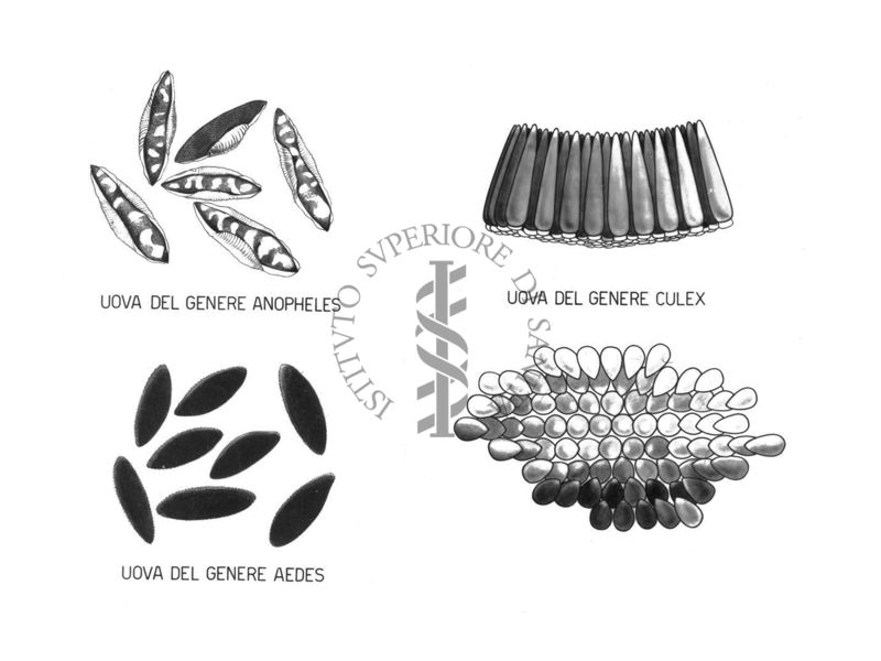 Uova di: Anopheles, Culex, Aedes