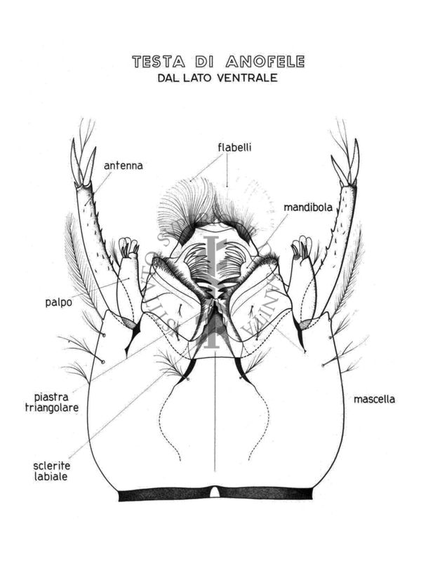 Testa di Anofele dal lato ventrale