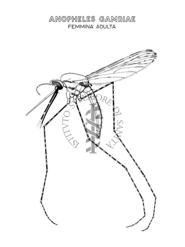 Anopheles Gambiae (femmina adulta)