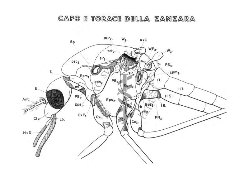 Capo e torace della Zanzara