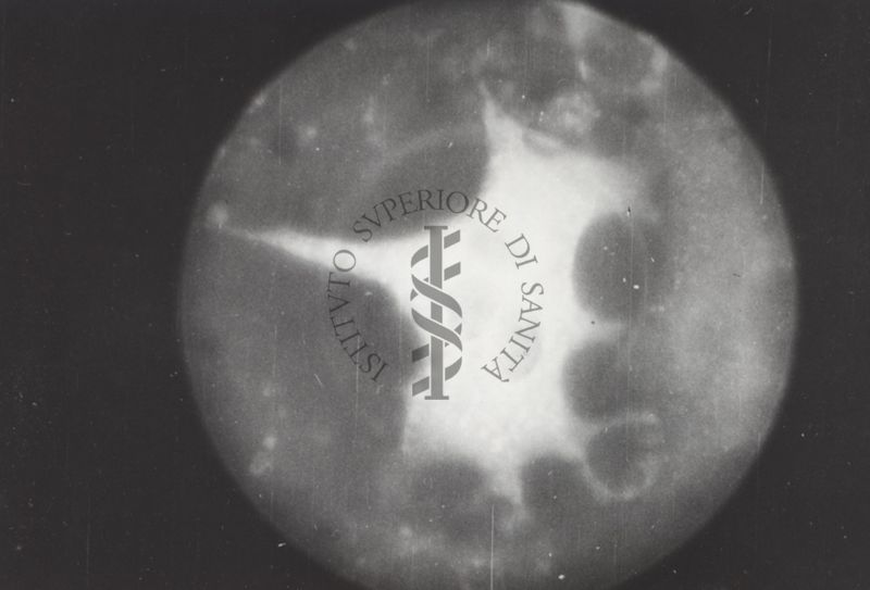 Riproduzione da libro