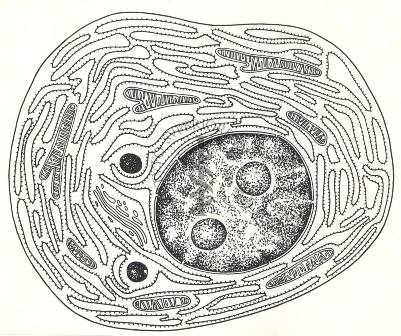 Disegno stilizzato di cellula