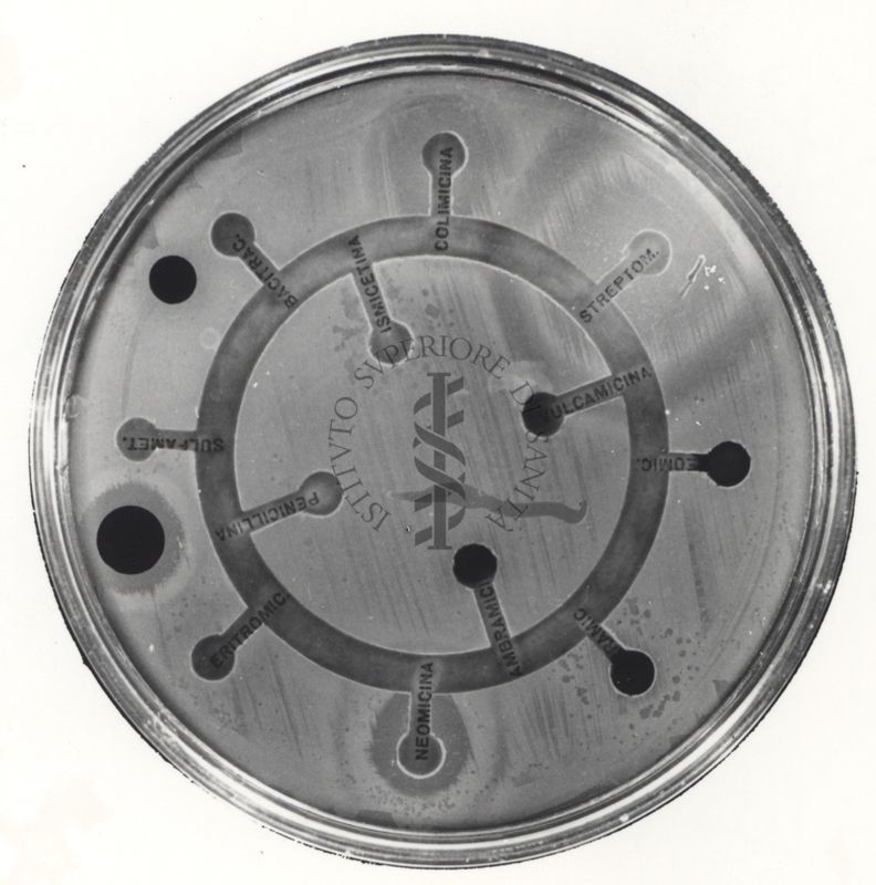 Lisogenicità di ceppi di Pseudomonas rivelata dagli antibiotici