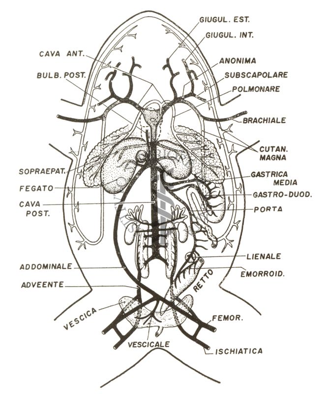 Schema del sistema arterioso