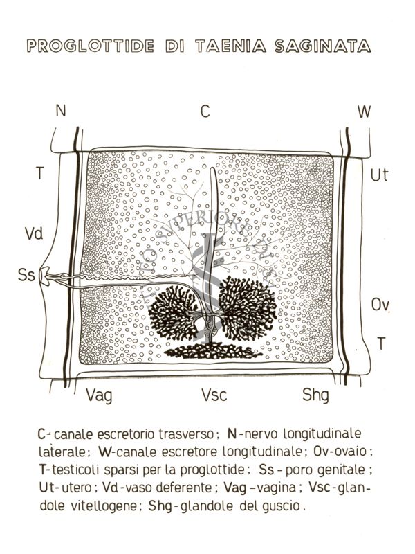 Disegno: Proglottide di Taenia Saginata