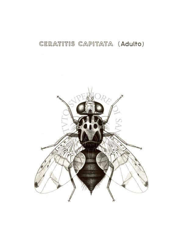 Disegno: Ceratitis Capitata (adulto)