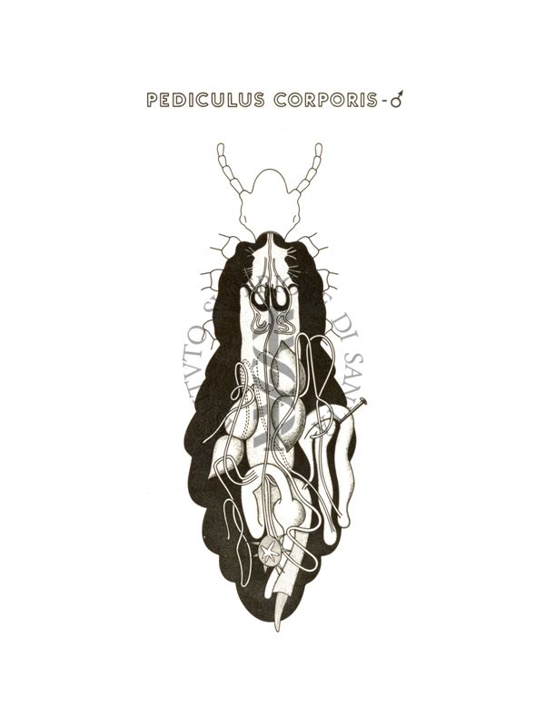 Disegno: Pediculus Corporis (maschio)