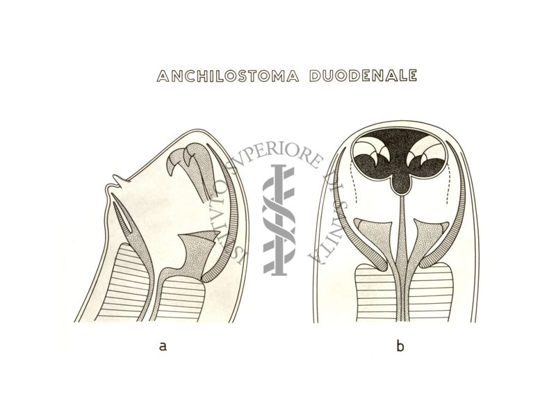 Disegno: Anchilostoma Duodenale