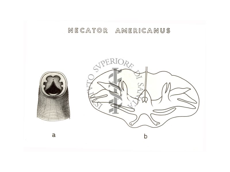 Disegno: Necator Americanus