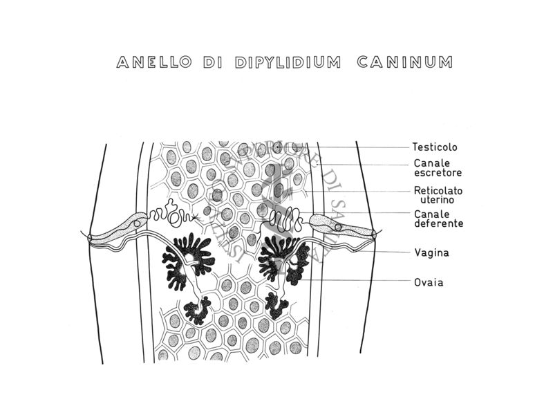 Disegno: Anello di Dipylidium Caninus