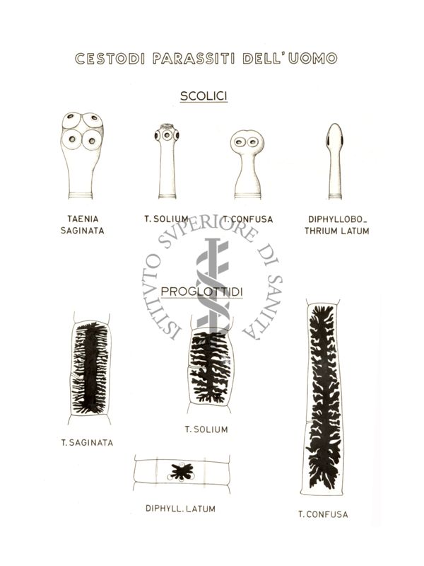 Disegno: Cestodi parassiti dell'uomo, scolici e proglottidi