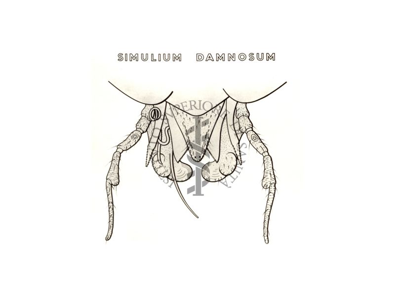 Disegno: Simulium Damnosum