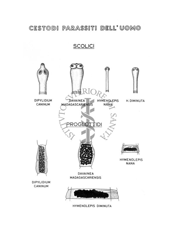 Disegno: Cestodi parassiti dell'uomo, scolici e proglottidi