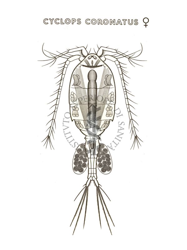 Disegno: Ciclops Coronatus (femmina)