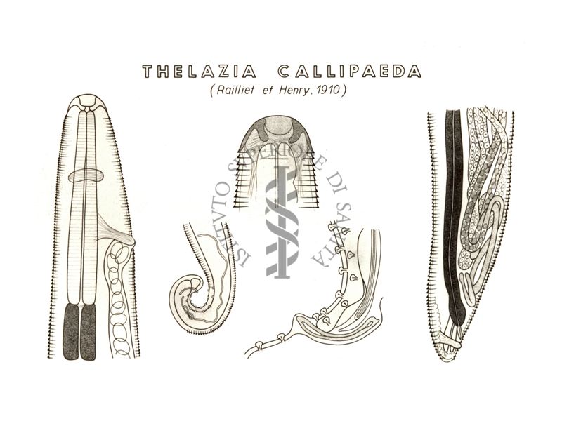 Disegno: Thelazia Callipaeda