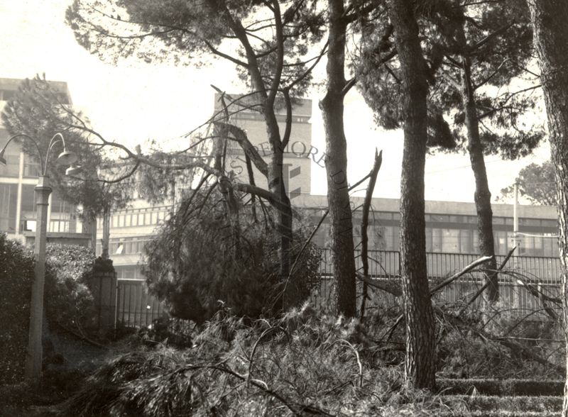 Rami degli alberi di pino, caduti nel giardino dell'Istituto