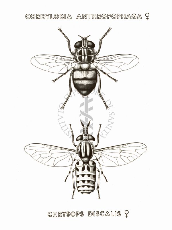 Disegno: Codylobia Anthropophaga (femmina) e Chrysops Discalis (femmina)