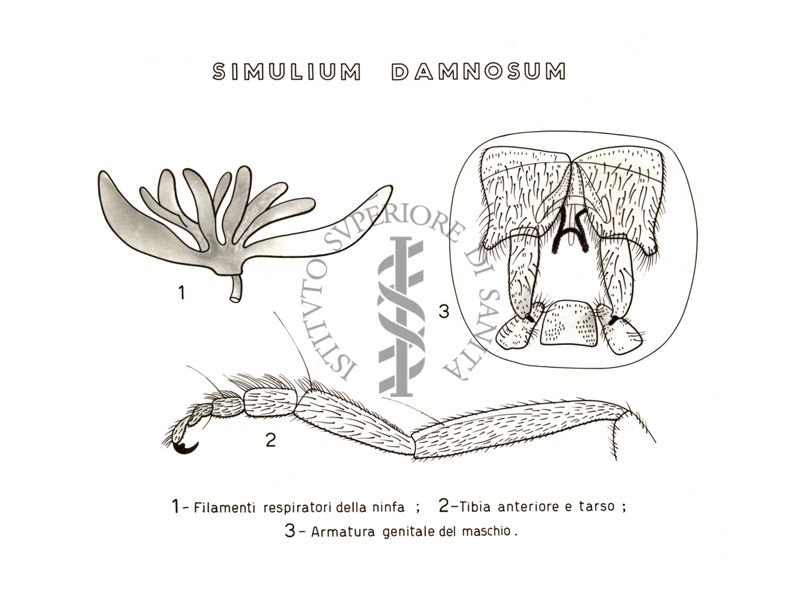 Disegno: Simolium Damnosum